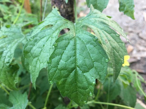 istock Square leafy vegetables in the garden 1202848858