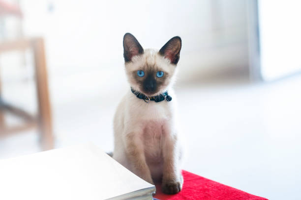 Siamese cat kitty Siamese cat kitty siamese cat stock pictures, royalty-free photos & images