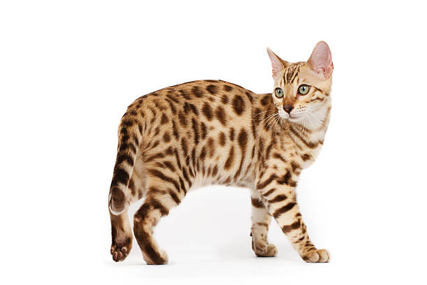 Bengal cat stock photo