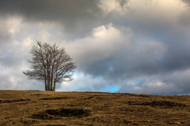 istock High stubble in the Vosges massif 1202849459