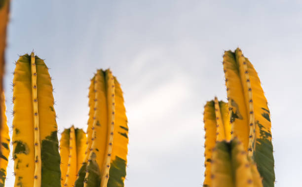 istock Cereus hildemannianus or Green-and-yellow Cactus. 1202849461