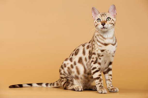 Bengal cat stock photo