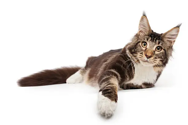 Maine-coon cat over white background