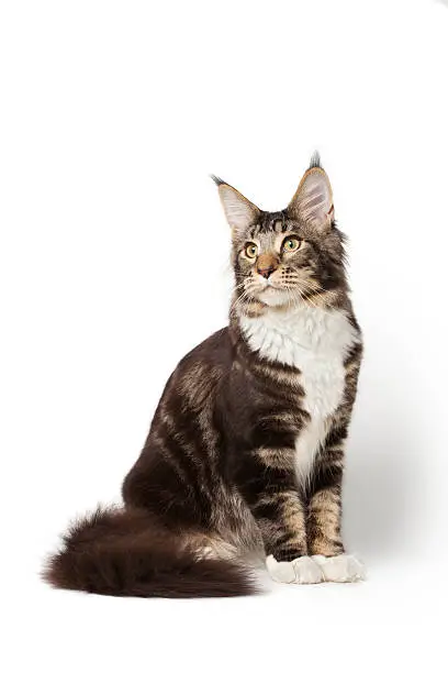 Maine-coon cat over white background