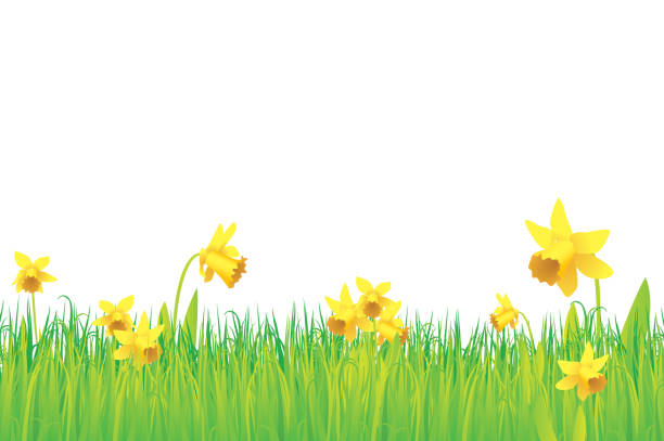 ilustraciones, imágenes clip art, dibujos animados e iconos de stock de fondo de hierba y narcisos - daffodil