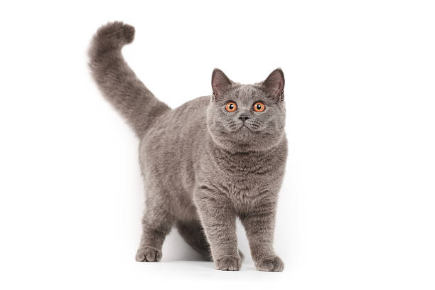 British cat stock photo