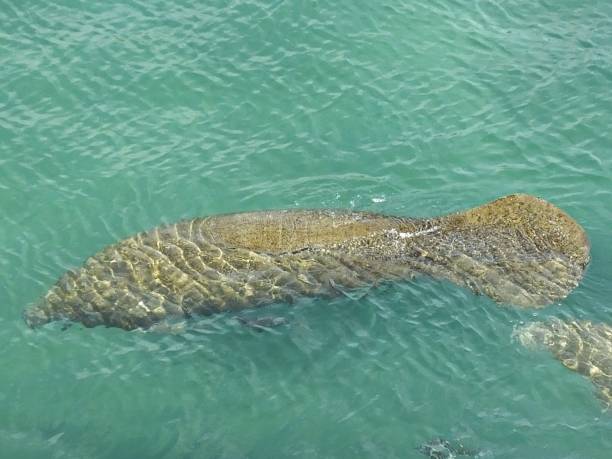 istock Manatees (Trichechus) - swimming in a Florida lagoon 1202854272
