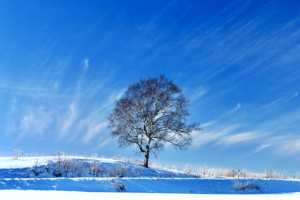 istock Trees in Biei town in winter 1202856424