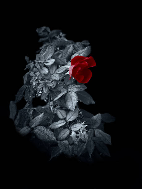 Enjoy this strikingly beautiful red rose soaked in water droplets from the misty rain. This is a monochrome black and white photo accented with a red highlight. The image was taken from the rose bush in my front lawn.