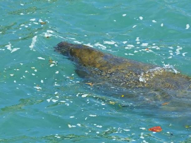 istock Manatee (Trichechus) - swimming in a Florida lagoon c 1202856512