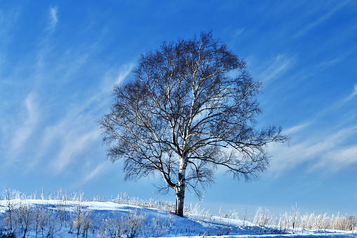 Trees in Biei town in winter