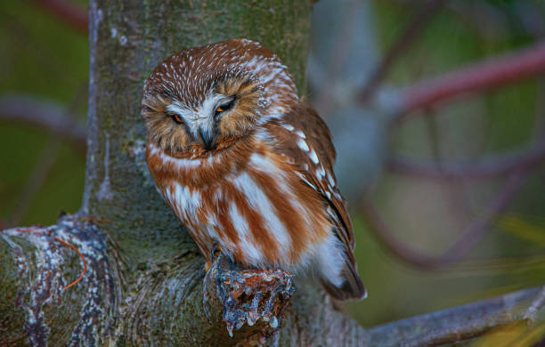 istock Northern Saw-whet Owl 1202857678