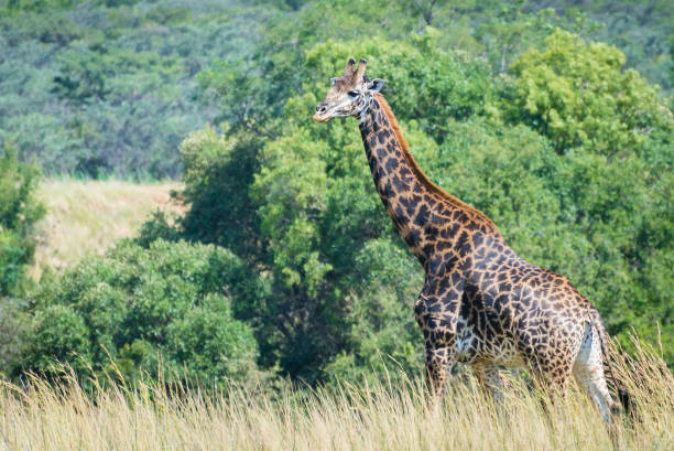 istock Giraffe seen on a safari 1202859055