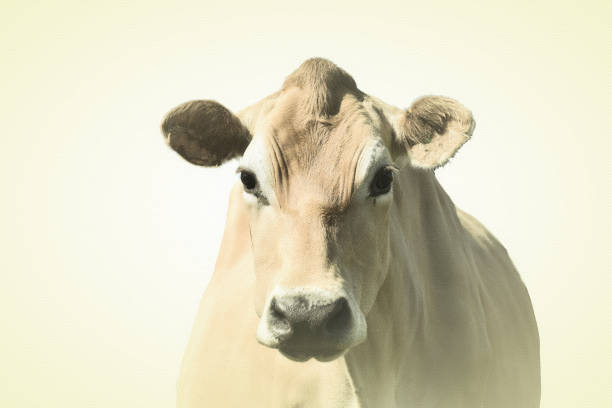 Hand-Coloured Style Portrait of Jersey Cow