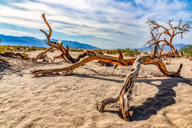 A dead tree limb in the sand of the dunes of Death Valley National Park.