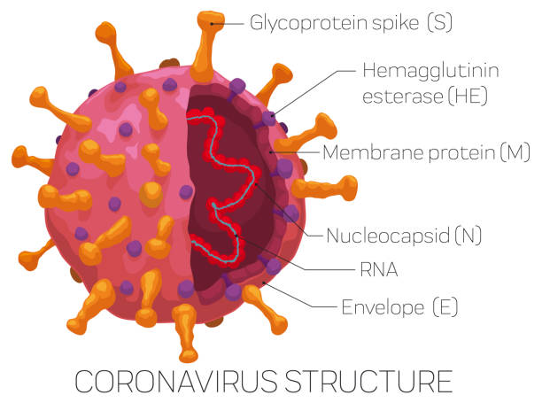 Infographic Depicting the External and Internal Coronavirus Structure Infographic with Coronavirus sliced showing its parts, detailed for a easy recognition of this virus: glycoprotein spike, hemagglutinin esterase, membrane protein, envelope, nucleoprotein and RNA. covid virus spike stock illustrations