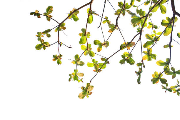 Green leaf isolated on white background with clipping path.