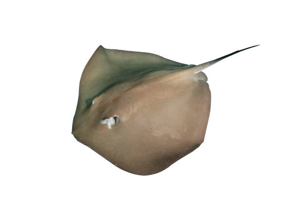 istock Stingray isolated on white background with clipping path 1202868380