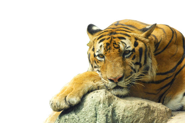 istock Beautiful tiger isolated on white background 1202868393