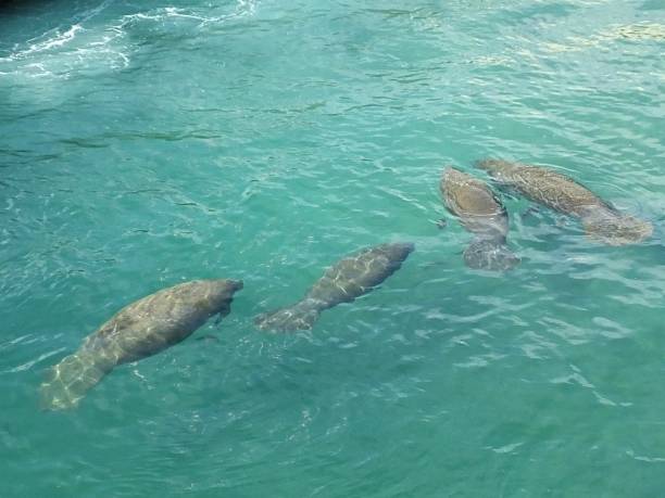 istock Manatees (Trichechus) - swimming in a Florida lagoon 1202869446
