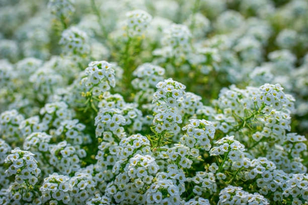 istock Flowers are alyssum close-up 1202870064
