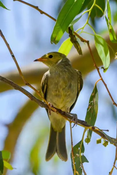 Tiny white plumed honeyeater (Lichenostomus penicillatus) perched in a tree