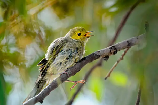 Tiny white plumed honeyeater (Lichenostomus penicillatus) perched in a tree