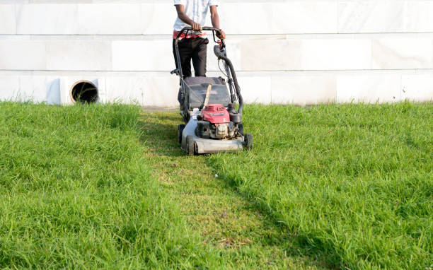 An Electric Rotary lawn mower machine (also named as mower, grass cutter or lawnmower) for Mower, Cutting lawn areas. Heavy duty Motor powered lawn mower in use in gardens parks for mowing of lawns to cut a grass surface to an even height. una cortacésped escorosa eléctrica (también nombrada cortacésped, cortadora de césped o cortacésped) para cortacéspedes, áreas de césped de corte. cortacésped motorizado de servicio pesado en uso en parques de jardines para cortar césped para co