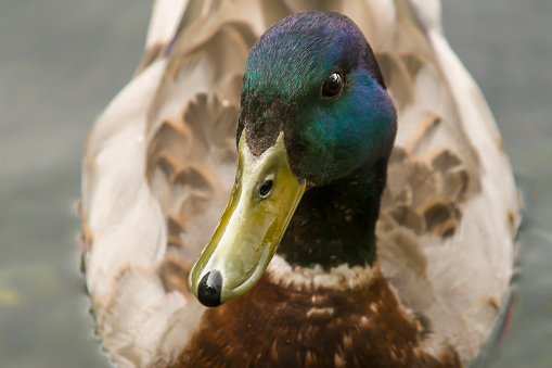 Male Mallard with glossy green head and are grey on their wings and belly