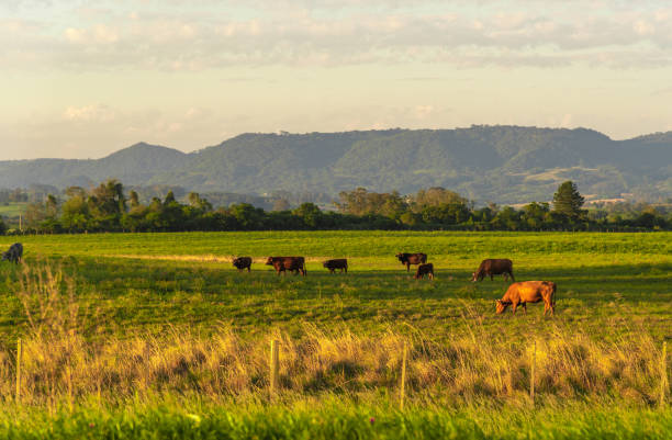 istock Rural landscape in southern Brazil 1202874293