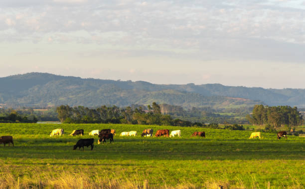 istock Rural landscape in southern Brazil 1202875001