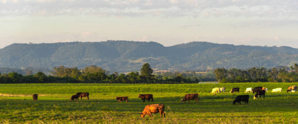 istock Rural landscape in southern Brazil 1202875123