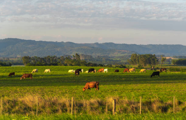 istock Rural landscape in southern Brazil 1202876329