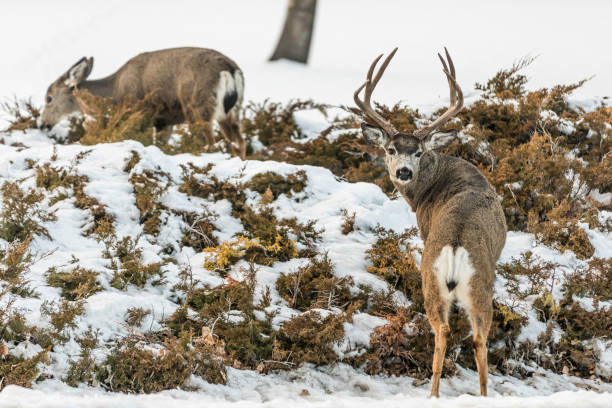 mule deer im schnee - mule deer stock-fotos und bilder