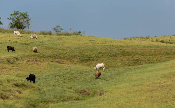 istock Rural landscape where extensive cattle raising is practiced in southern Brazil, 1202880384