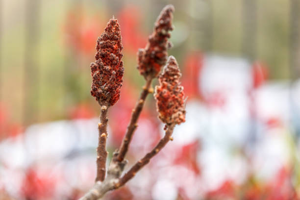 sumac fruit - flocked imagens e fotografias de stock