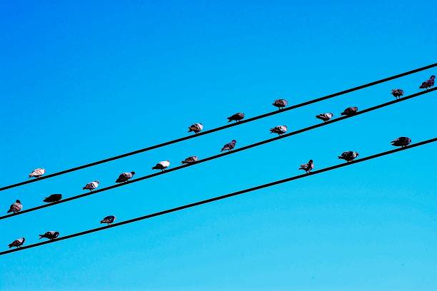 istock Pigeon birds on wire. 1202881578