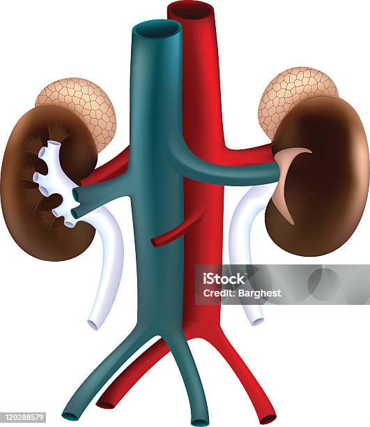 Nerki Z Naczynia - Stockowe grafiki wektorowe i więcej obrazów Anatomia człowieka - Anatomia człowieka, Aorta, Białe tło