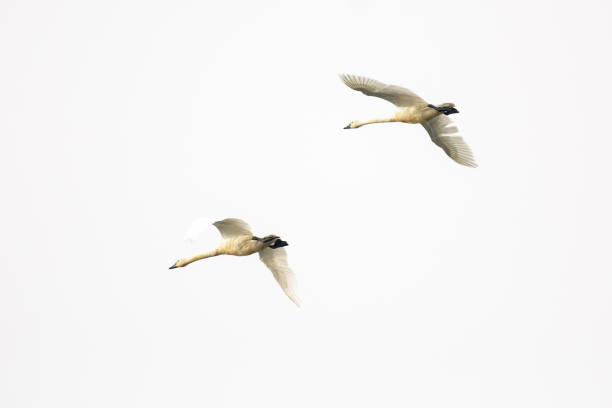 Tundra swan pair flying soaring isolated