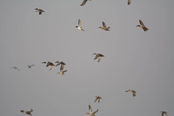 istock Flock of northern shovelers ducks taking flight 1202886110