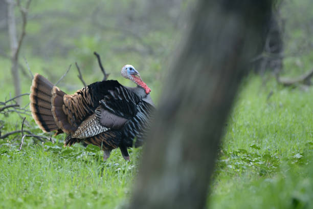istock Wild turkey tom male strutting 1202886621