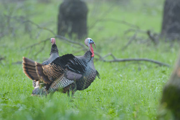 istock Wild turkey tom male strutting 1202886625