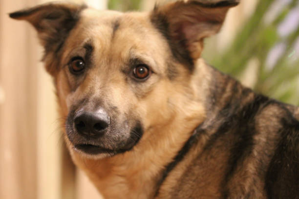 istock Mixed breed dog portrait at home 1202886872