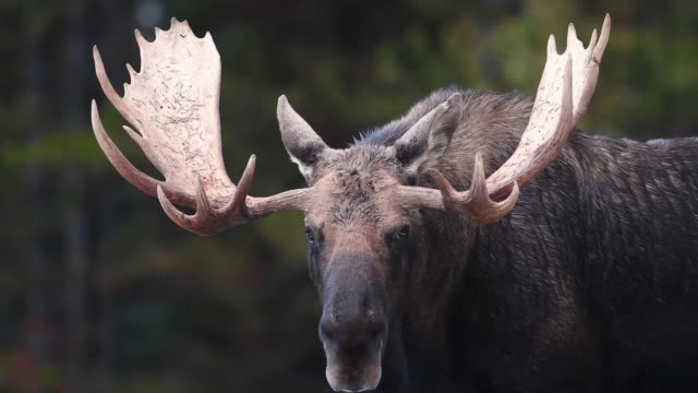 Moose in Jasper Canada Video Clip