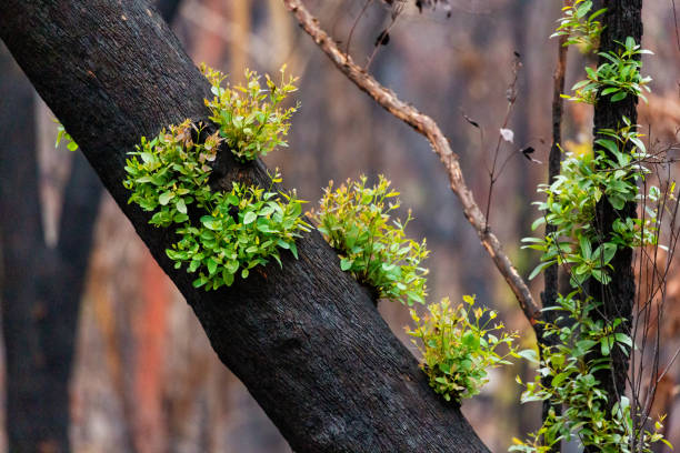 istock Hardy Australian gum tree recovering after bush fire 1202888178
