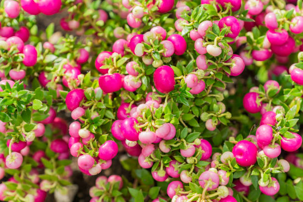 istock Pernettya mucronata evergreen shrub with pink berries. Autumn plant background 1202888996