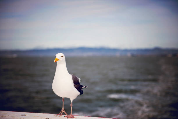 A photo of a seagull on the back of a boat in San Francisco Bay, CA