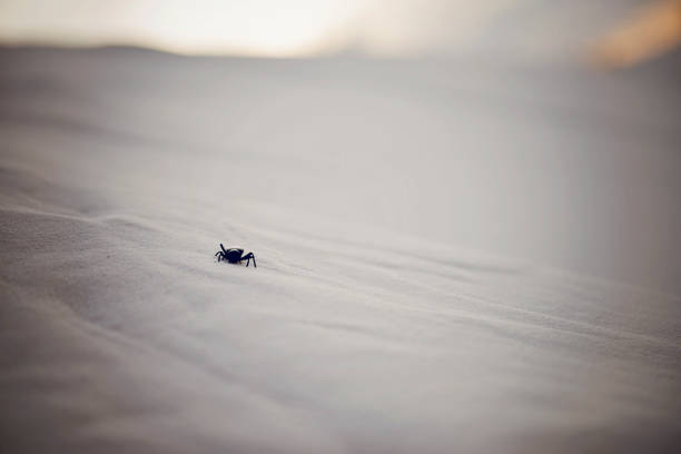 istock Beetle in White Sands National Park 1202891466