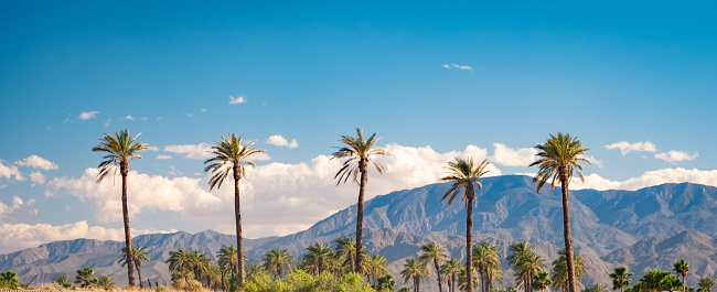A quintessential Southern California skyline on a beautiful summer day. Complete with a row of tall palm trees puffy white clouds, a bright blue sky, and a desert mountain range in the distance. \n\nThe photo is taken in the Coachella Valley.