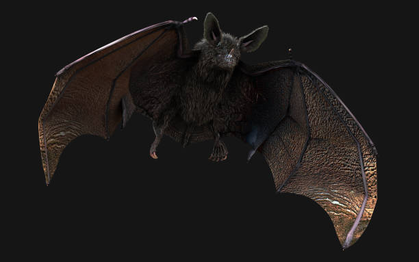 Vampire bat swooping with cliping path. stock photo